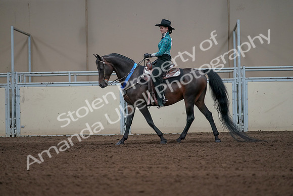 2019 Morgan Horse Show - Sept 01, 2019 - 07325