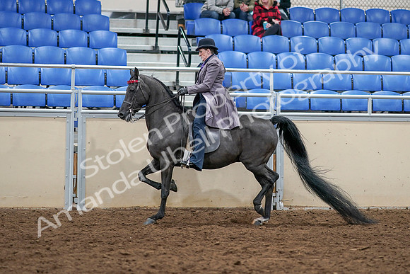 2020 - AB Morgan Horse - Sat, Sept 05 - 13613