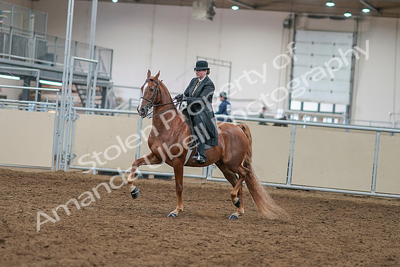 2020 - AB Morgan Horse - Sat, Sept 05 - 07956