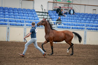 2020 - AB Morgan Horse - Sat, Sept 05 - 00532
