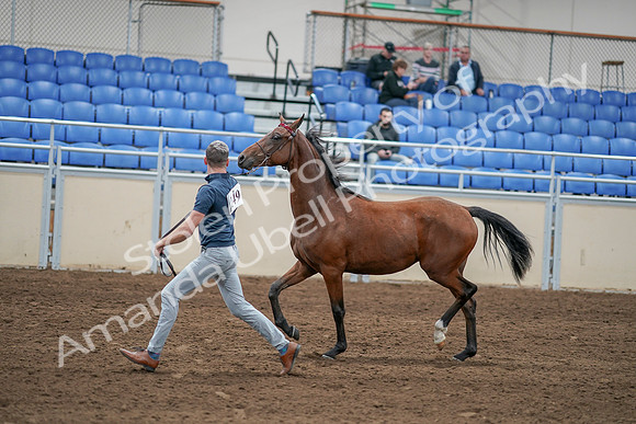 2020 - AB Morgan Horse - Sat, Sept 05 - 00532