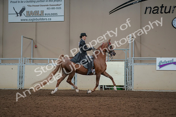 2019 Morgan Horse Show - Aug 30, 2019 - 25289