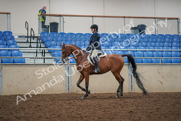 2019 Morgan Horse Show - Aug 30, 2019 - 22263
