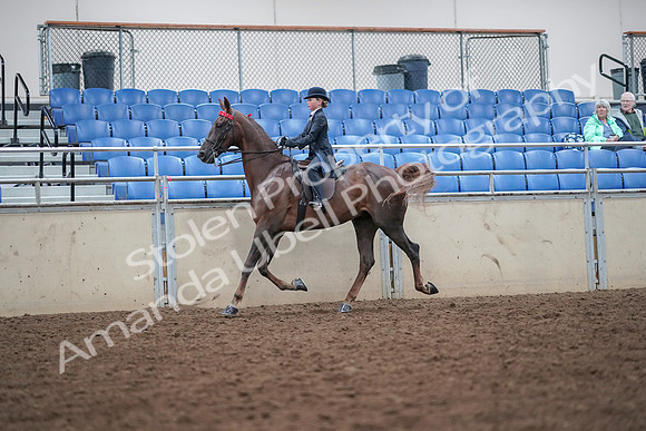2019 Morgan Horse Show - Aug 30, 2019 - 17912