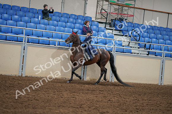2020 - AB Morgan Horse - Fri, Sept 04 - 03637