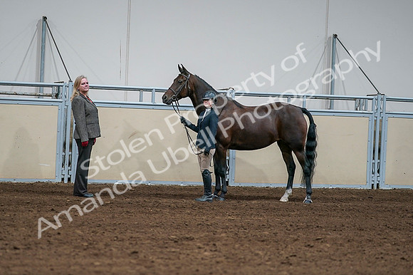 2020 - AB Morgan Horse - Fri, Sept 04 - 00774