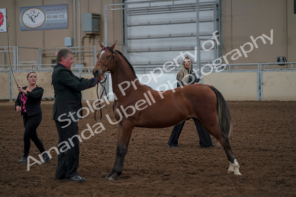 2019 Morgan Horse Show - Aug 30, 2019 - 25582