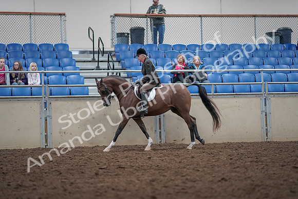 2019 Morgan Horse Show - Aug 31, 2019 - 16026