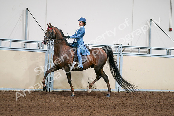 2020 - AB Morgan Horse - Fri, Sept 04 - 04940