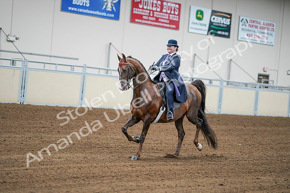 2020 - AB Morgan Horse - Fri, Sept 04 - 08204