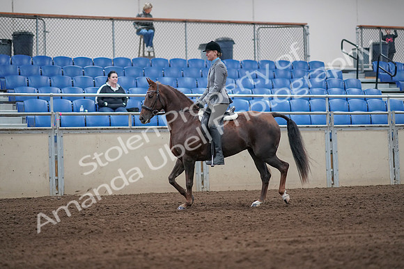2019 Morgan Horse Show - Sept 01, 2019 - 06223