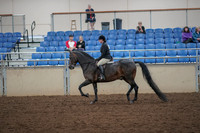 2019 Morgan Horse Show - Aug 30, 2019 - 27209
