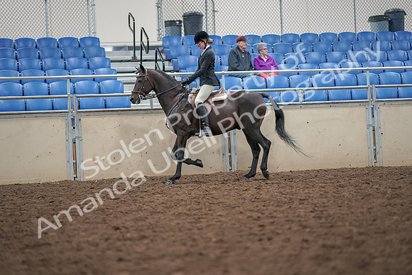 2019 Morgan Horse Show - Aug 30, 2019 - 20124
