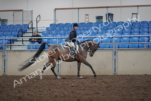 2019 Morgan Horse Show - Aug 31, 2019 - 16129