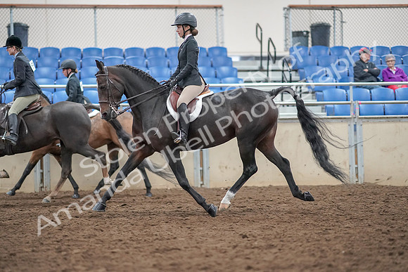 2019 Morgan Horse Show - Aug 30, 2019 - 20230