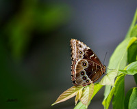 Insects - 017