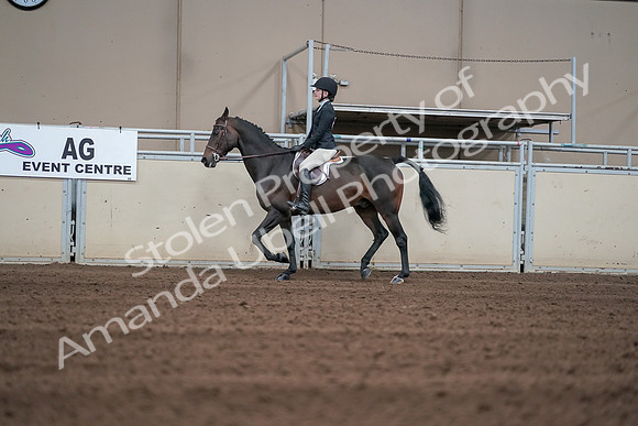 2019 Morgan Horse Show - Sept 01, 2019 - 03675