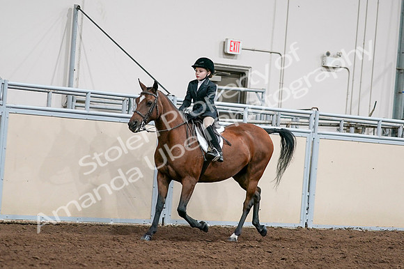 2020 - AB Morgan Horse - Fri, Sept 04 - 02040