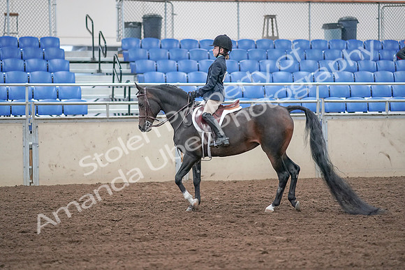 2019 Morgan Horse Show - Sept 01, 2019 - 05477