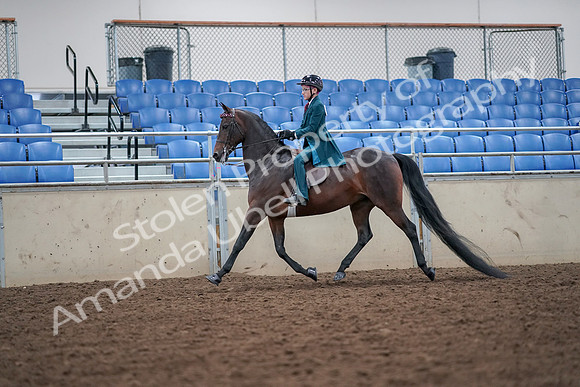 2019 Morgan Horse Show - Aug 30, 2019 - 17897