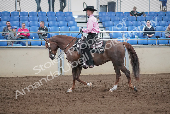 2019 Morgan Horse Show - Sept 01, 2019 - 06838