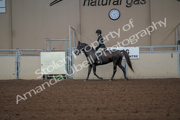 2019 Morgan Horse Show - Aug 30, 2019 - 14951