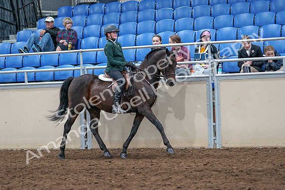 2020 - AB Morgan Horse - Sat, Sept 05 - 05155