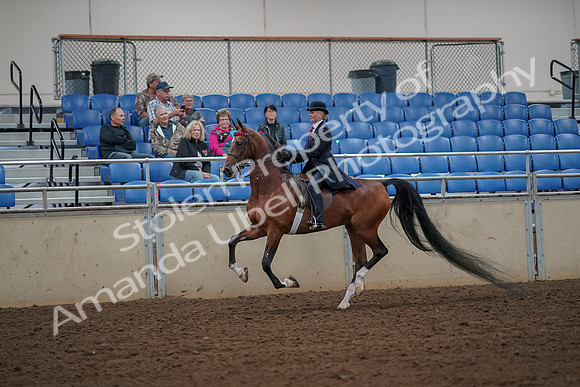 2019 Morgan Horse Show - Aug 30, 2019 - 25144