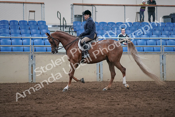 2019 Morgan Horse Show - Sept 01, 2019 - 08535