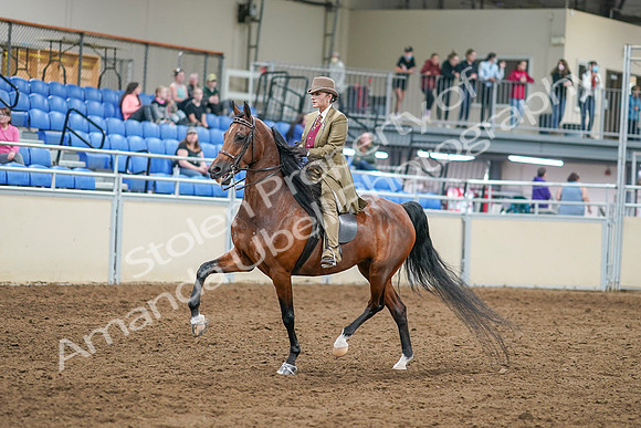 2020 - AB Morgan Horse - Sat, Sept 05 - 07946