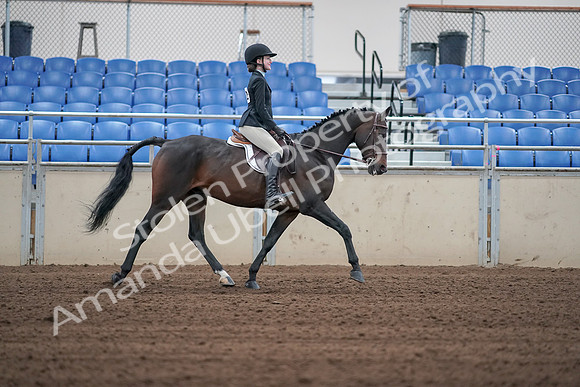 2019 Morgan Horse Show - Sept 01, 2019 - 03834
