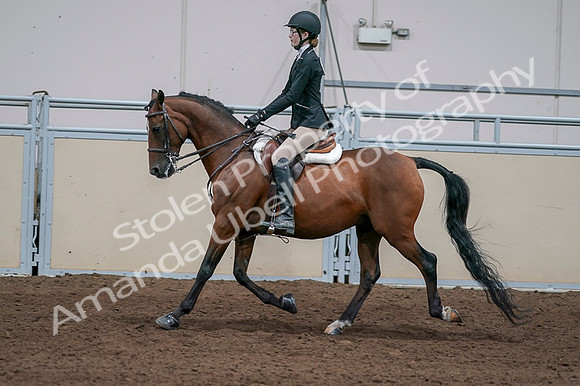 2020 - AB Morgan Horse - Fri, Sept 04 - 05947