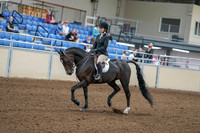 2020 - AB Morgan Horse - Fri, Sept 04 - 05805