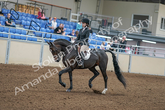 2020 - AB Morgan Horse - Fri, Sept 04 - 05805