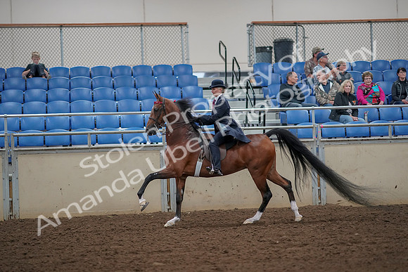 2019 Morgan Horse Show - Aug 30, 2019 - 25158