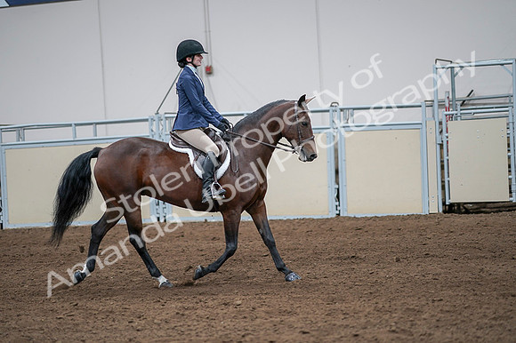 2020 - AB Morgan Horse - Fri, Sept 04 - 05986