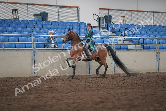 2019 Morgan Horse Show - Sept 01, 2019 - 13205