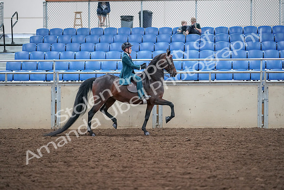 2019 Morgan Horse Show - Aug 30, 2019 - 18176