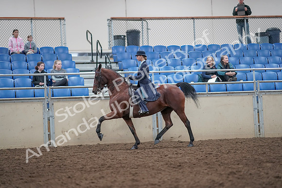2019 Morgan Horse Show - Aug 31, 2019 - 09259