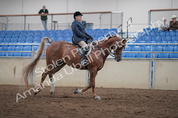 2019 Morgan Horse Show - Sept 01, 2019 - 08857