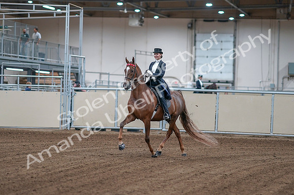 2020 - AB Morgan Horse - Fri, Sept 04 - 06228