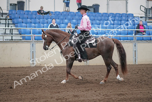 2019 Morgan Horse Show - Sept 01, 2019 - 06824