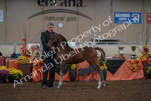 2019 Morgan Horse Show - Aug 30, 2019 - 24940