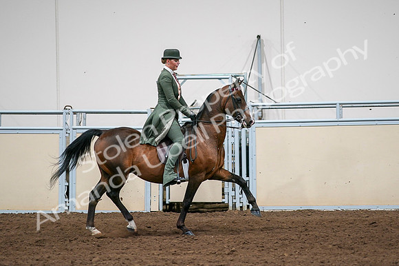 2020 - AB Morgan Horse - Fri, Sept 04 - 03379