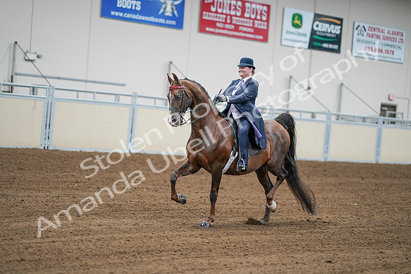 2020 - AB Morgan Horse - Fri, Sept 04 - 08205