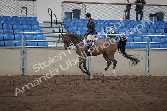 2019 Morgan Horse Show - Sept 01, 2019 - 08657