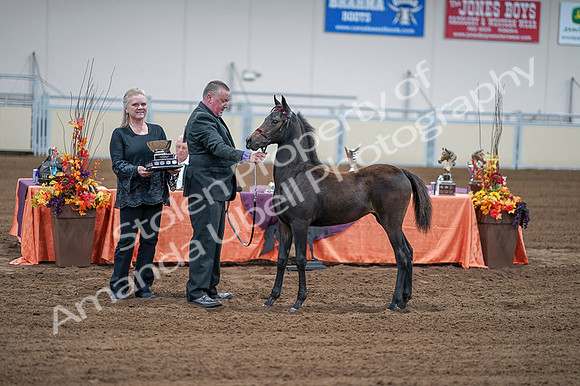 2020 - AB Morgan Horse - Fri, Sept 04 - 06222