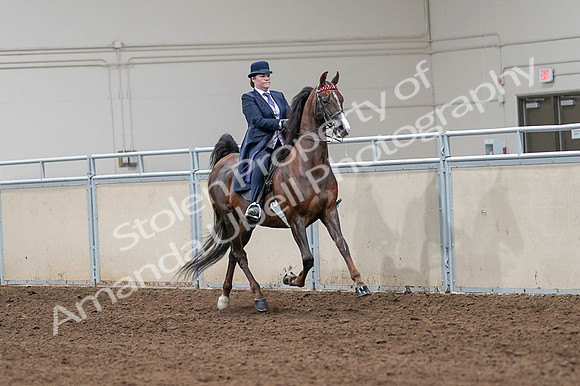 2020 - AB Morgan Horse - Fri, Sept 04 - 08055