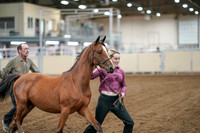 2020 - AB Morgan Horse - Fri, Sept 04 - 07596