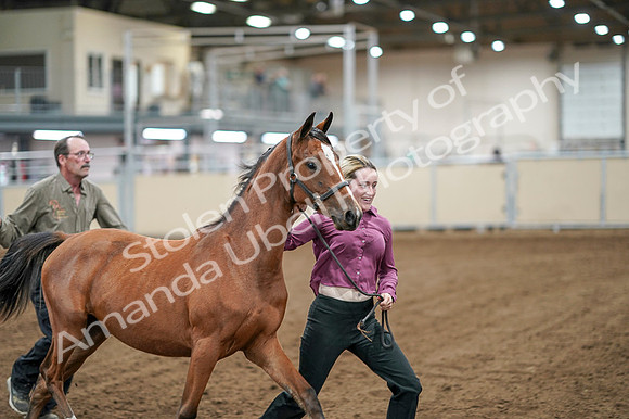 2020 - AB Morgan Horse - Fri, Sept 04 - 07596